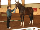 Donnersohn, a 7-year-old Hanoverian stallion owned by Leslie Peik